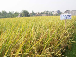 Petani Muda Garut Raup Cuan dari Bisnis Padi Organik Premium