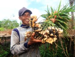 Petani Garut Olah Jahe Merah Jadi Minuman Serbuk Siap Saji