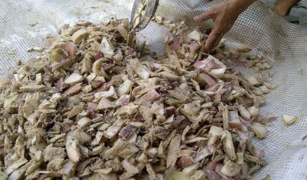 Pakan Hewan Organik Berbasis Singkong