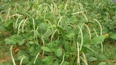 Petani Kacang Tunggak Lokal Menjual Panen Langsung Konsumen