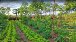 Agroforestry: Solusi Ramah Lingkungan untuk Pertanian Modern
