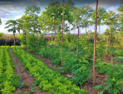 Agroforestry Solusi Ramah Lingkungan untuk Pertanian Modern