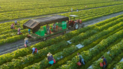 Peran Benih Organik untuk Pertanian Berkelanjutan