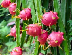 Cara Membuat Pupuk Organik untuk Buah Naga